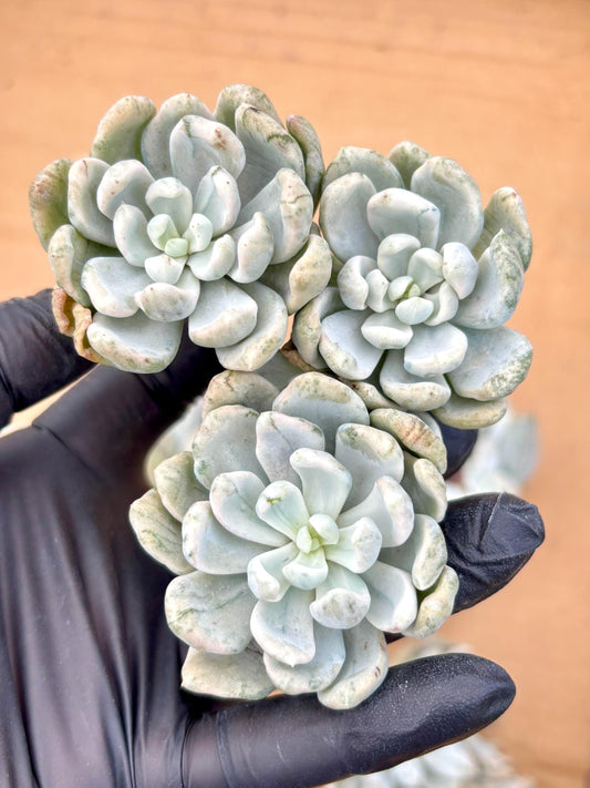 Echeveria Rolly Polly Variegated | Live Succulent Plant | Korean Succulent | Rare Imported Echeveria | Imported Plants