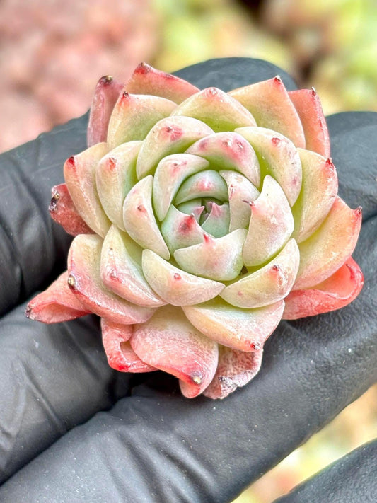 Echeveria Pink Quartz | Live Succulent Plant | Imported Plants | Imported Echeveria