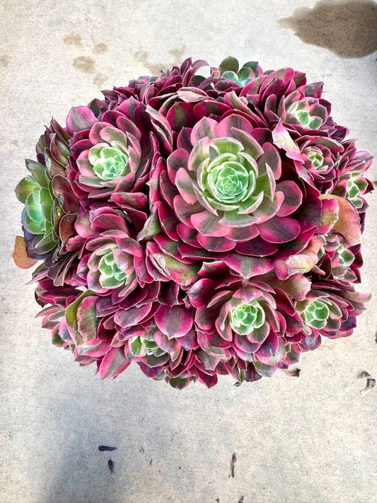 Aeonium Flora Variegated | Live Succulent Plant | Imported Succulent