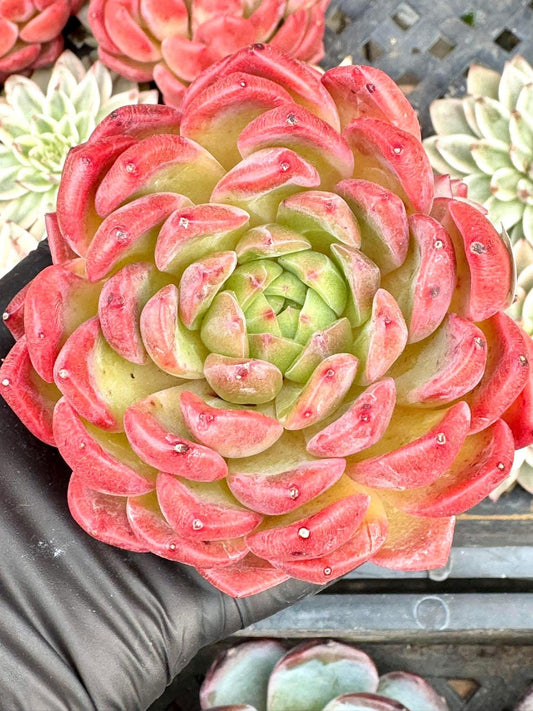 Echeveria Red Phoenix | Live Succulent Plant | Korean Succulent | Variegated Pachyveria | Imported Plants
