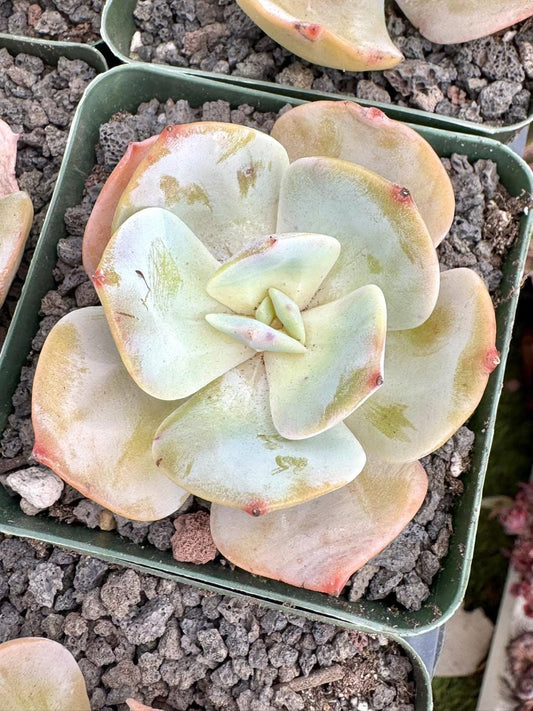 Echeveria Milk Tea | Rare Imported Succulent | Collector’s Succulent