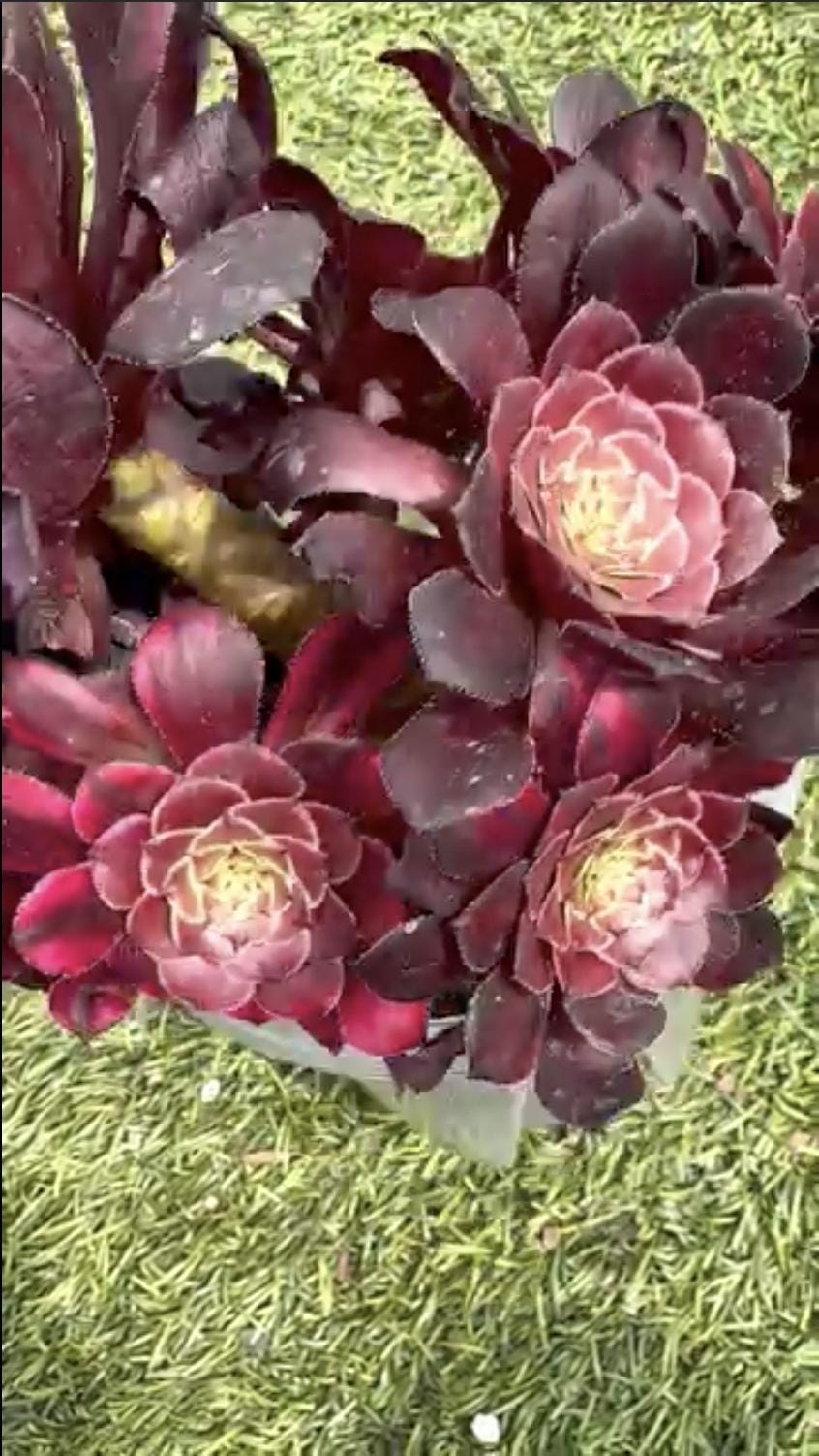 Aeonium Copper Rainbow Variegated | Rare Imported Succulent | Collector’s Succulent