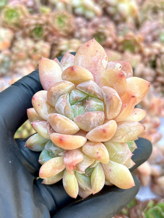 Echeveria Crystal Candy | Live Succulent Plant | Echeveria Cluster | Rare Imported Echeveria | Imported Plants