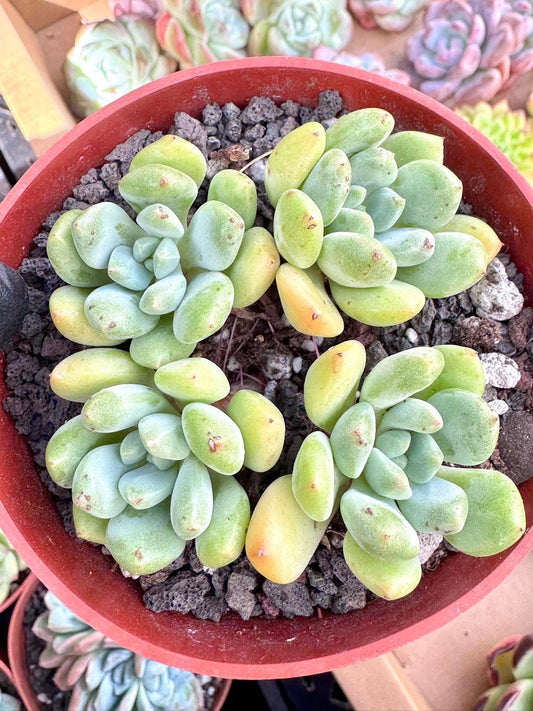 Echeveria Cedar Majesty | Live Succulent Plant | Korean Succulent | Variegated Echeveria | Imported Plants | Echeveria Clusters