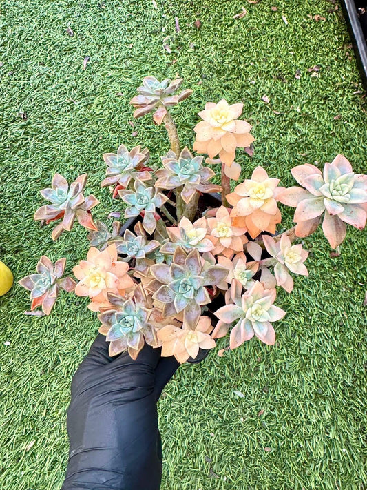 Echeveria Arunpe Variegated | Rare Imported Succulent | Collector’s Succulent