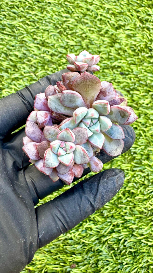 Echeveria Sapphire | Live Succulent Plant | Korean Succulent | Rare Imported Echeveria | Imported Plants
