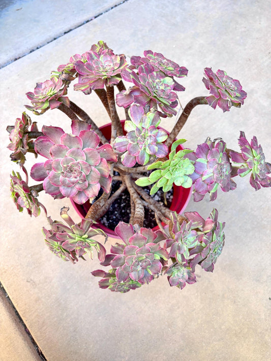 Aeonium Pink Genesis Variegated | Live Succulent Plant | Korean Succulent | Rare Imported Aeonium | Imported Plants