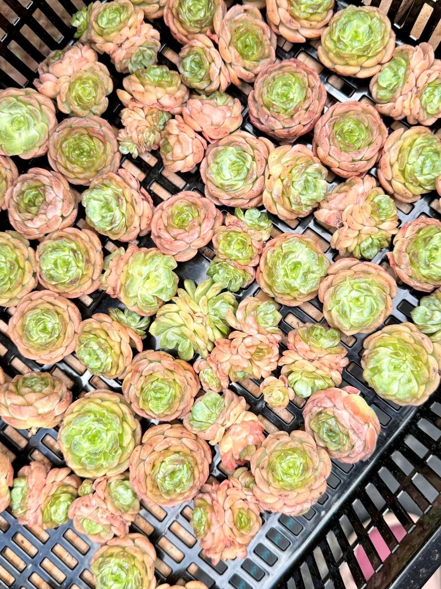 Echeveria Melting Crystal (5pcs) | Live Succulent Plant | Korean Succulent | Rare Imported Echeveria | Imported Plants