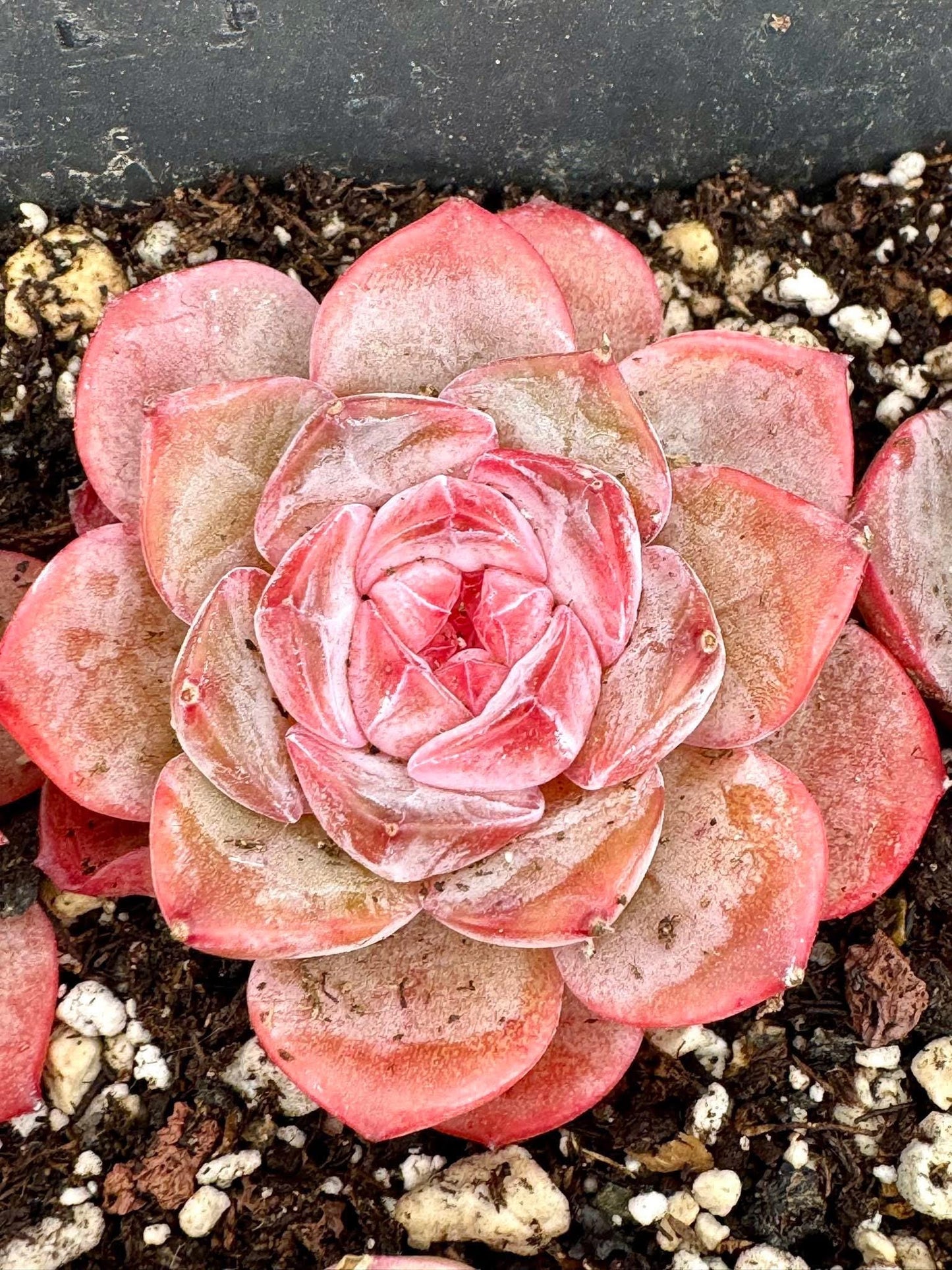 Echeveria Xiao Xiang | Live Succulent Plant | Korean Succulent | Variegated Echeveria | Imported Plants