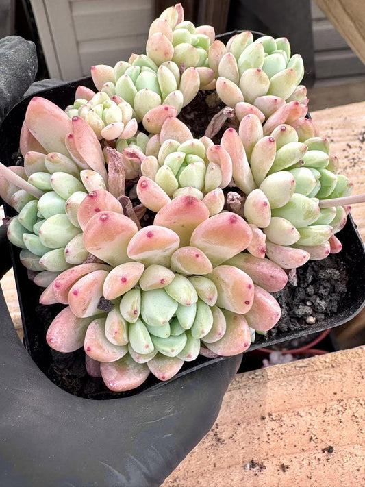 Echeveria Jade Ring Cluster | Rare Imported Succulent | Collector Succulent