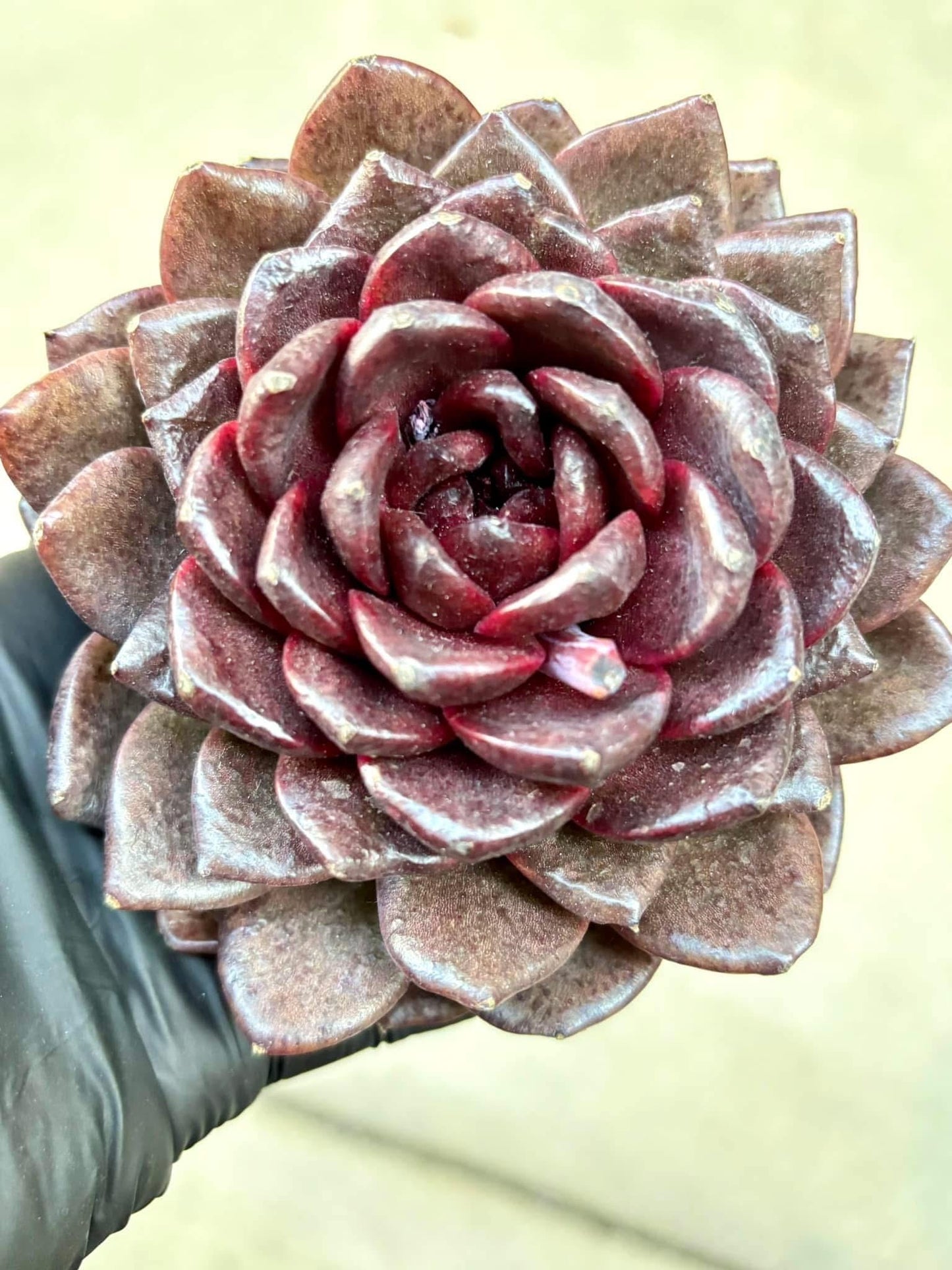 Echeveria Black Jade Unicorn | Live Succulent Plant | Korean Succulent | Rare Imported Echeveria | Imported Plants