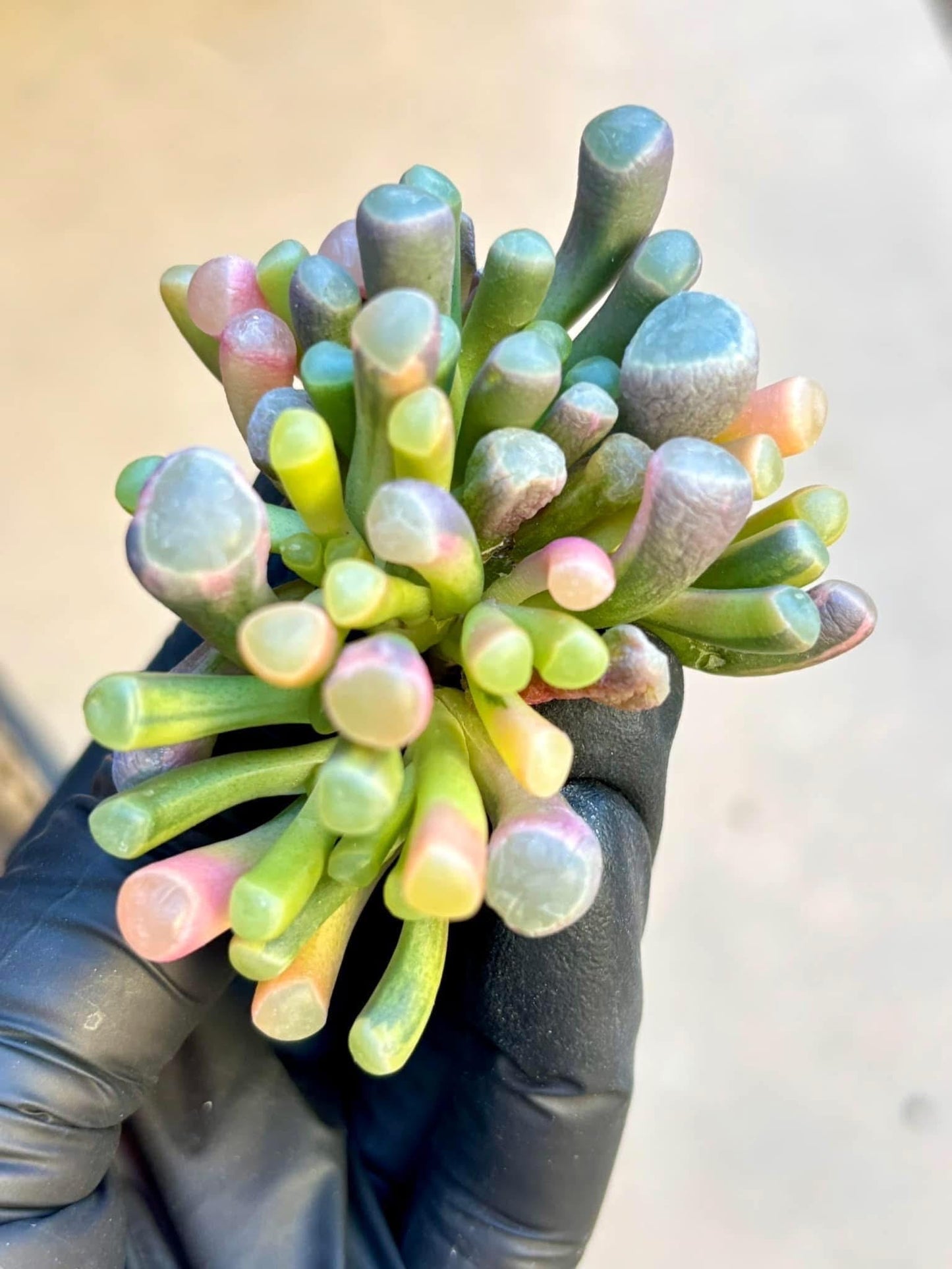 Baby Toes Variegated | Live Succulent Plant | Korean Succulent | Variegated succulent | Imported Plants
