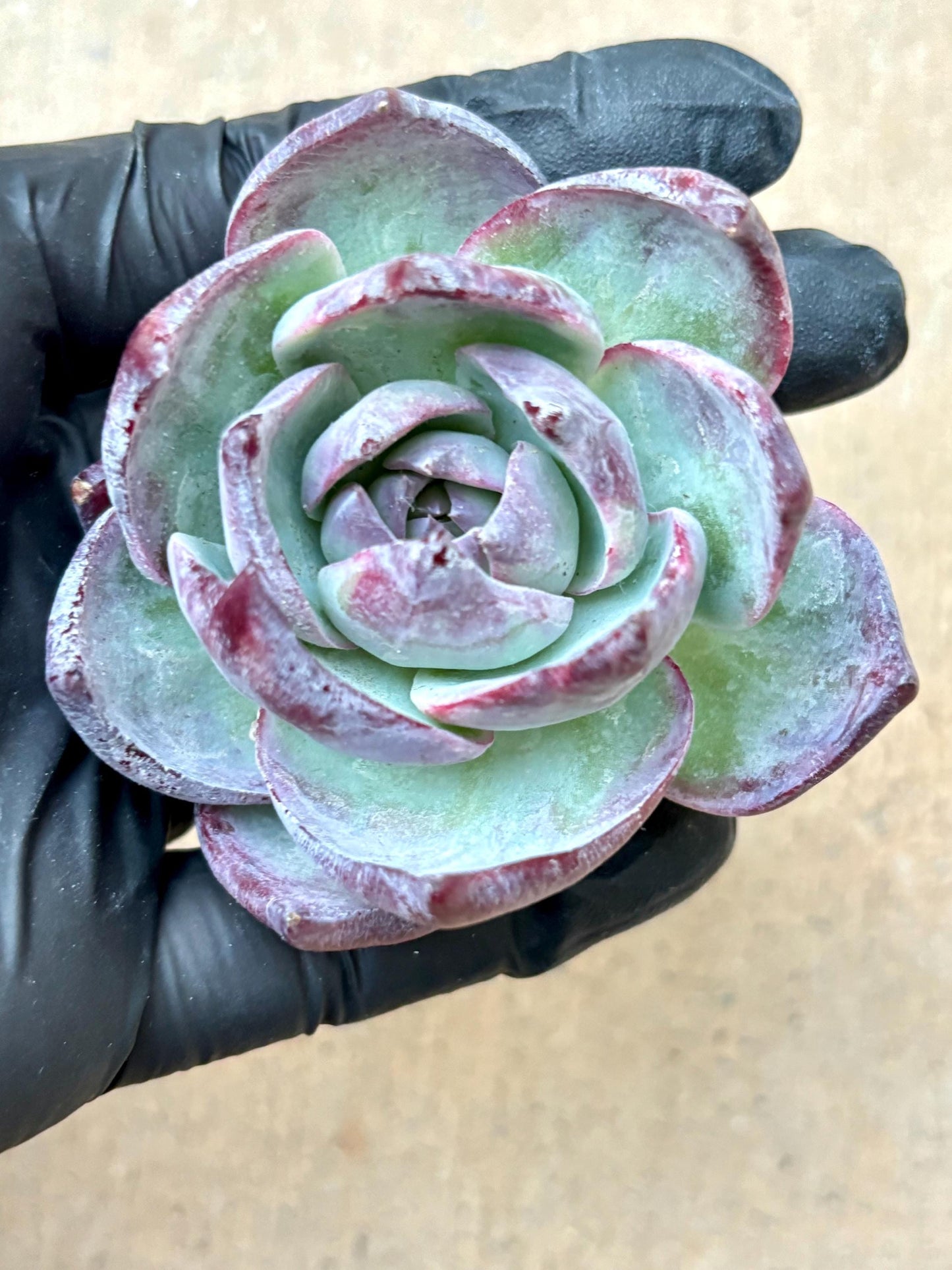 Echeveria Jinghong Fairy | Live Succulent Plant | Korean Succulent | Rare Imported Echeveria | Imported Plants