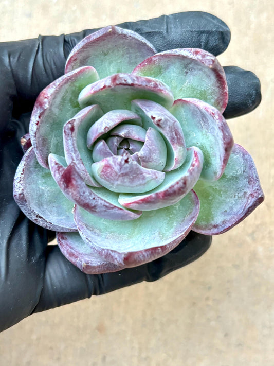Echeveria Jinghong Fairy | Live Succulent Plant | Korean Succulent | Rare Imported Echeveria | Imported Plants