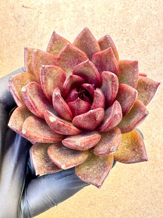 Echeveria Xuanhu | Live Succulent Plant | Korean Succulent | Rare Imported Echeveria | Imported Plants