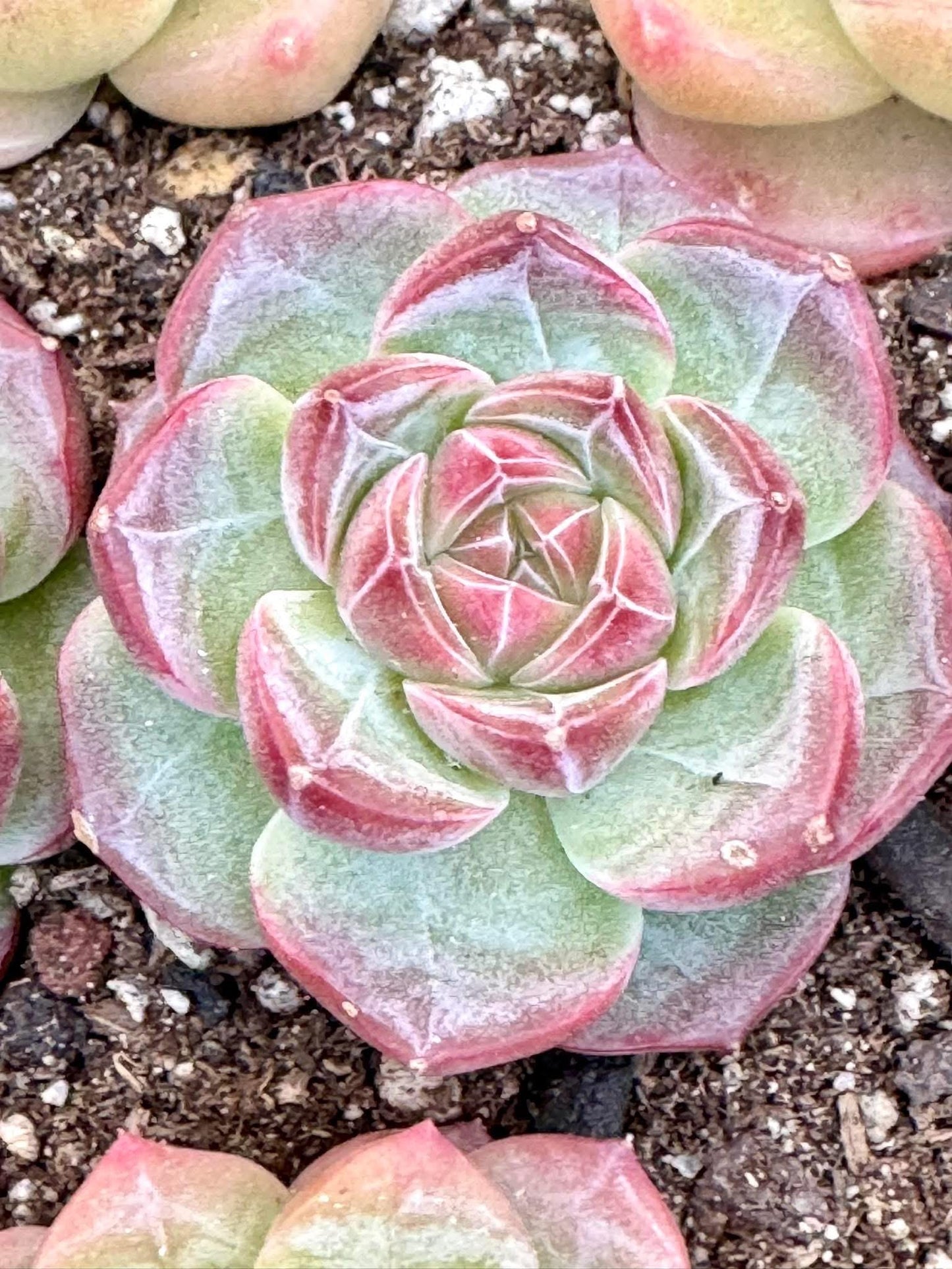 Echeveria Harlem | Live Succulent Plant | Korean Succulent | Variegated Echeveria | Imported Plants