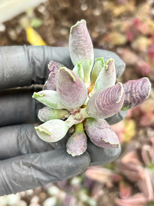 Andromiscus Purple Seal | Live Succulent Plant | Korean Succulent | Variegated Echeveria | Imported Plants | Echeveria Clusters