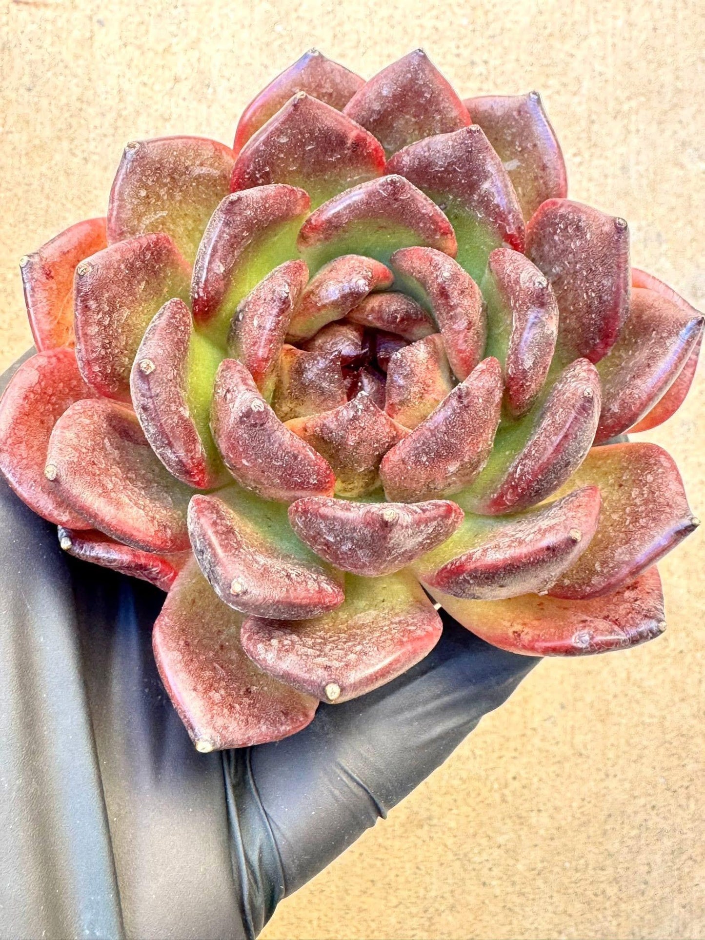 Echeveria Black Pearl | Live Succulent Plant | Imported Succulent | Variegated Echeveria | Imported Echeveria