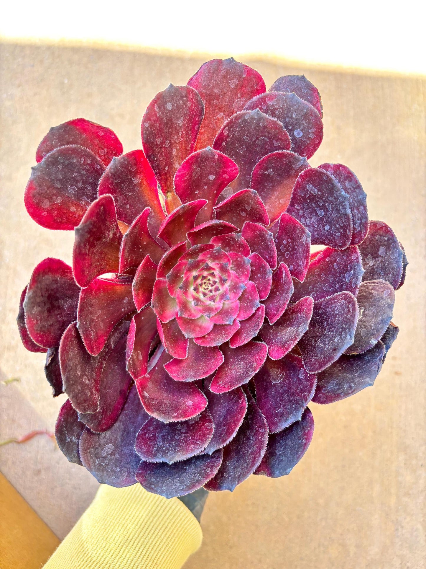 Aeonium Yingri Variegated | Live Succulent Plant | Korean Succulent | Rare Imported Aeonium | Imported Plants