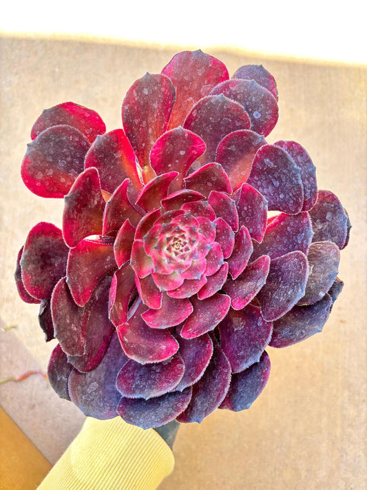 Aeonium Yingri Variegated | Live Succulent Plant | Korean Succulent | Rare Imported Aeonium | Imported Plants