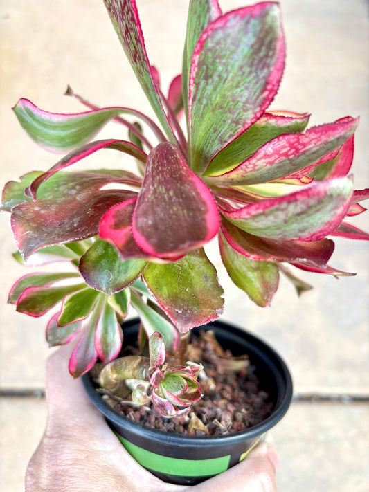 Aeonium Phantom Variegated | Live Succulent Plant | Korean Succulent | Variegated Aeonium | Imported Plants