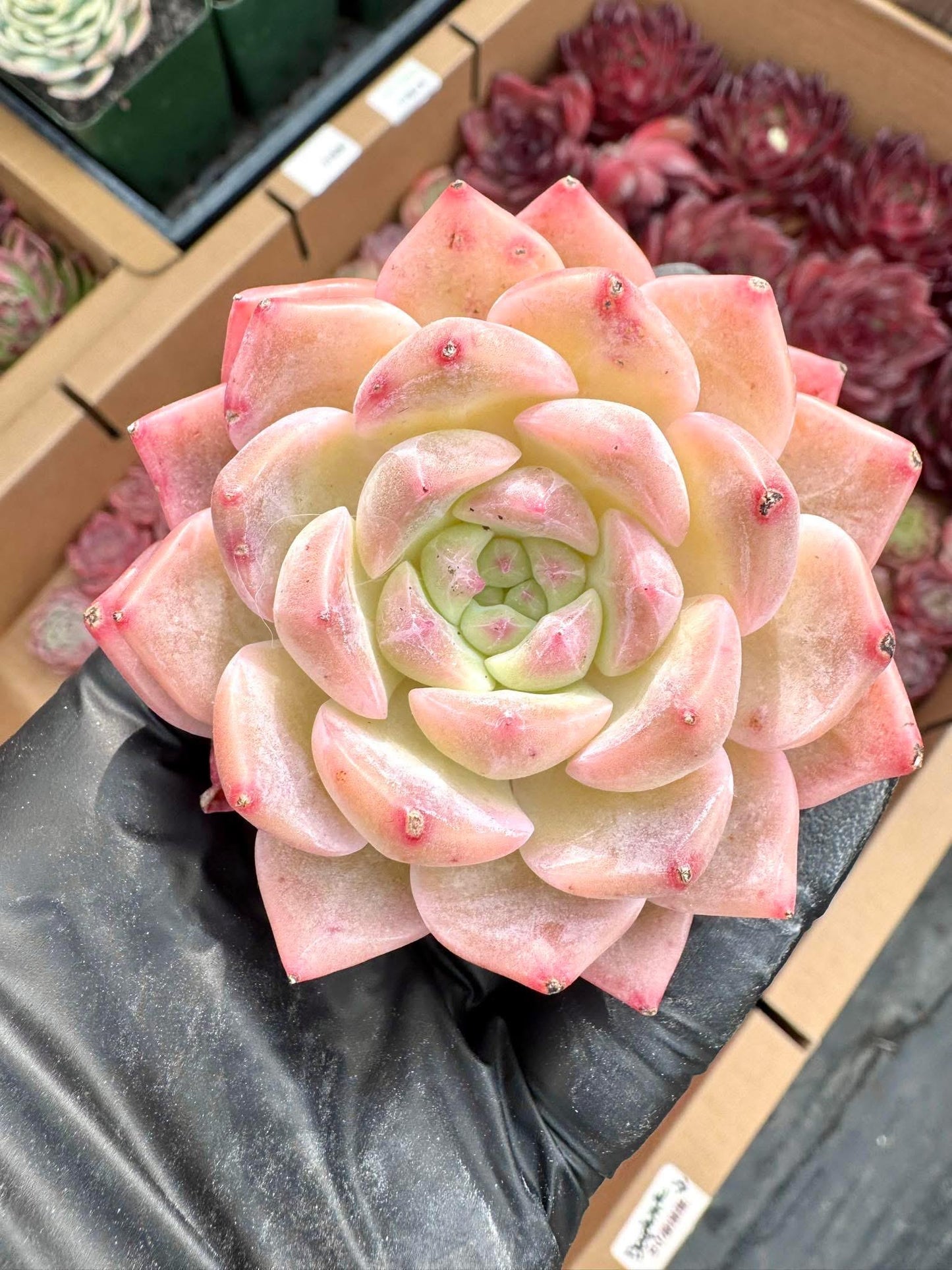 Echeveria Egyptian Pharaoh | Rare Imported Succulent | Collector’s Succulent