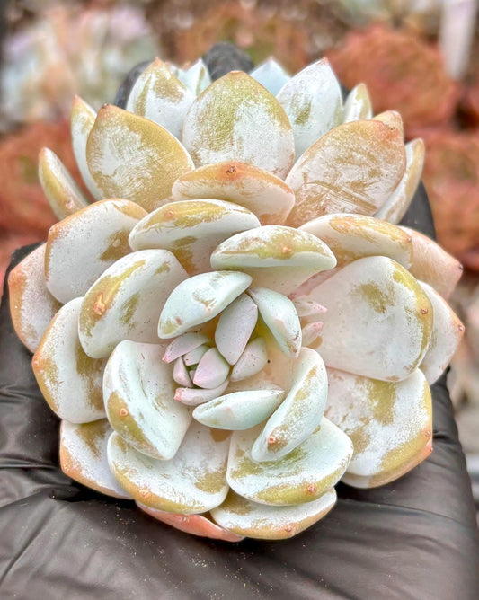 Echeveria Snow Lotus | Live Succulent Plant | Korean Succulent | Rare Imported Echeveria | Imported Plants