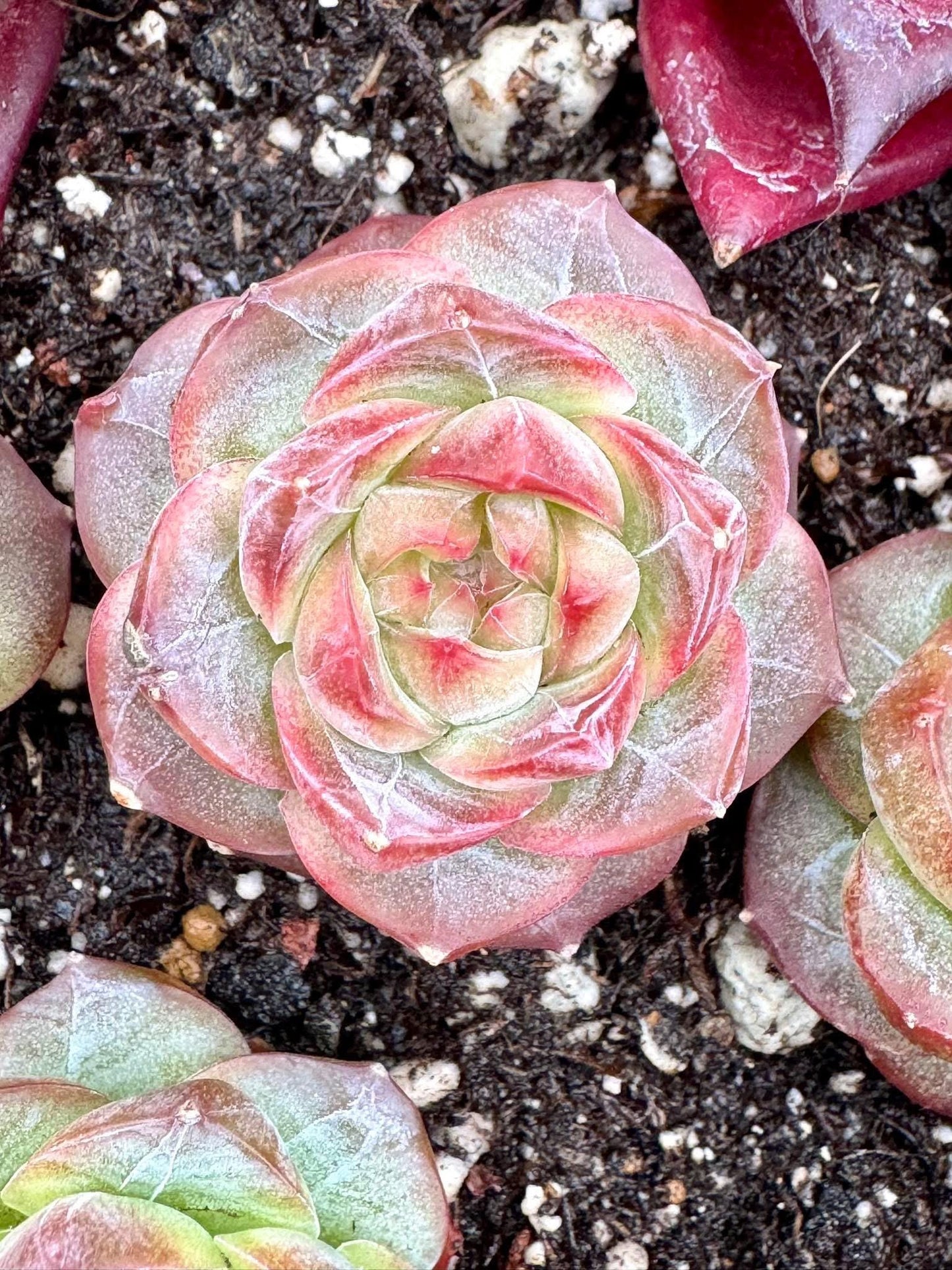 Echeveria Capricorn | Live Succulent Plant | Korean Succulent | Rare Imported Echeveria | Imported Plants