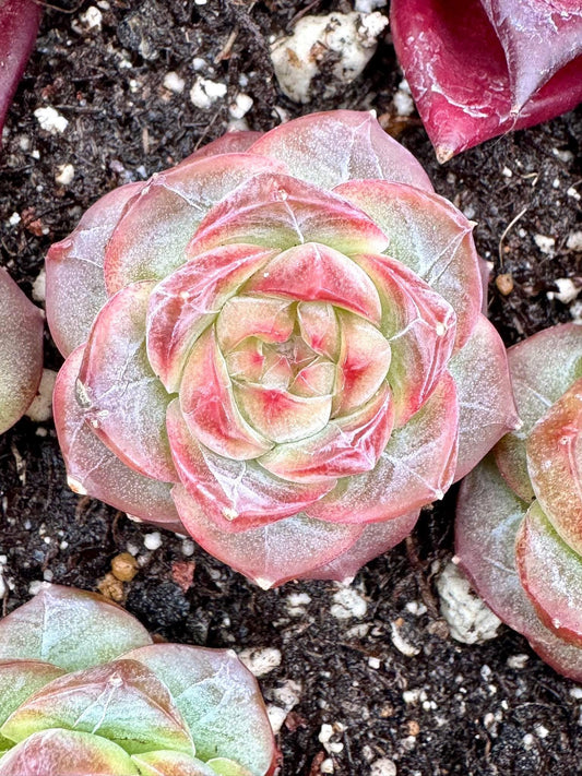 Echeveria Capricorn | Live Succulent Plant | Korean Succulent | Rare Imported Echeveria | Imported Plants