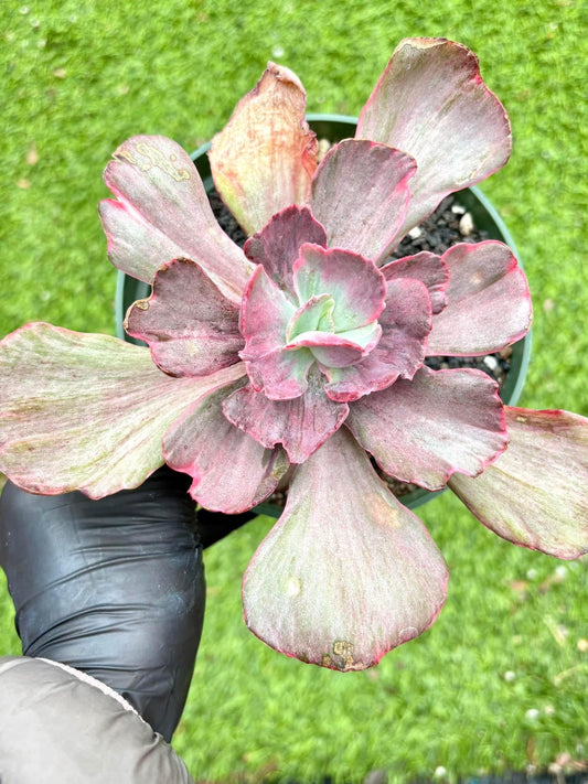 Echeveria Frill Variegated | Live Succulent Plant | Korean Succulent | Rare Imported Echeveria | Imported Plants