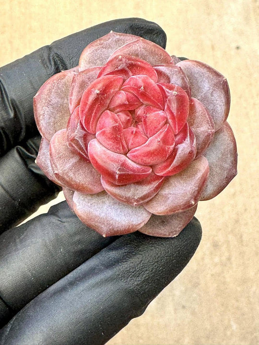 Echeveria Bee Wax | Rare Imported Succulent | Collector’s Succulent