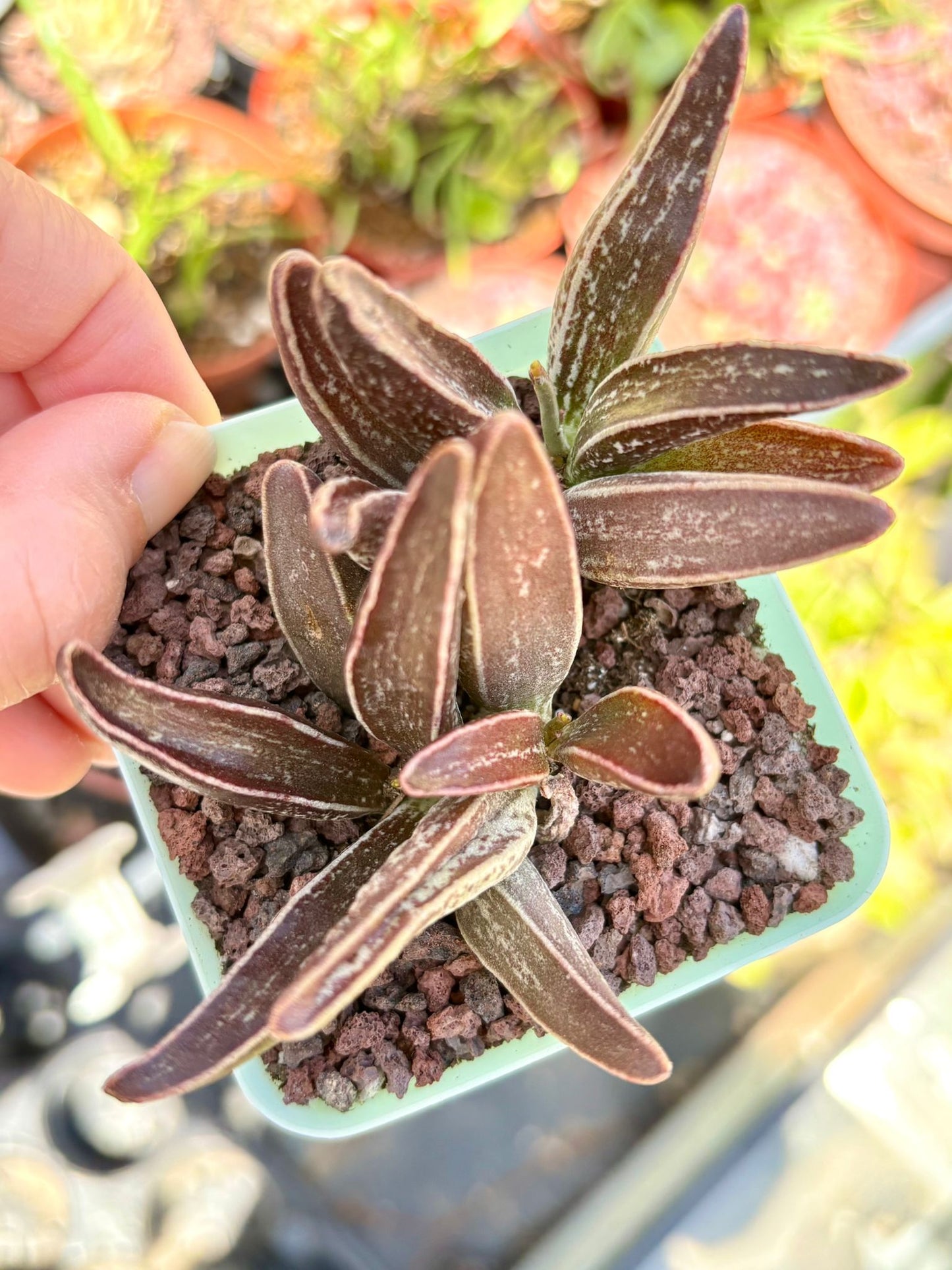 Echeveria Muscle Leaf Live Succulent Plant | Korean Succulent | Rare Imported Echeveria | Imported Plants