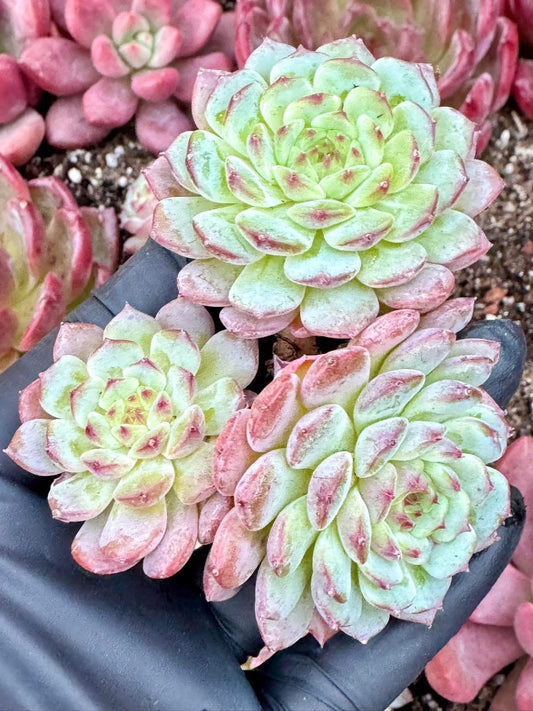Echeveria White Fatman | Live Succulent Plant | Korean Succulent | Variegated Pachyveria | Imported Plants