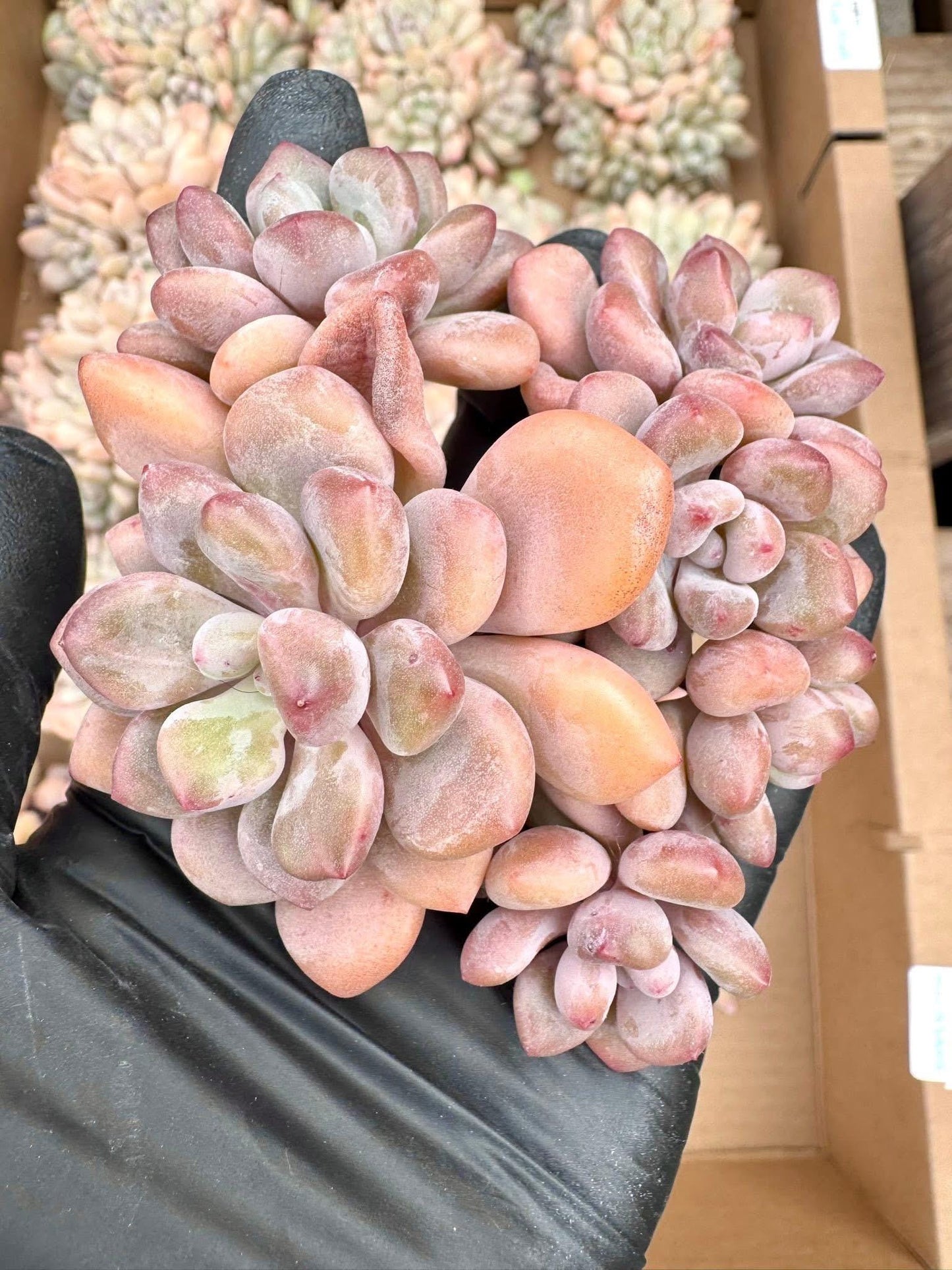 Echeveria Rainbow Milk | Rare Imported Succulent | Collector’s Succulent