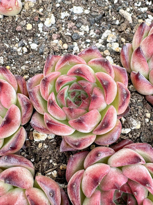 Echeveria Bonfire | Rare Imported Succulent | Collector’s Succulent