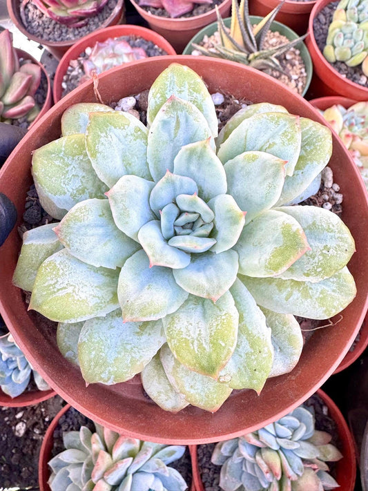 Echeveria Seersucker | Live Succulent Plant | Korean Succulent | Variegated Echeveria | Imported Plants
