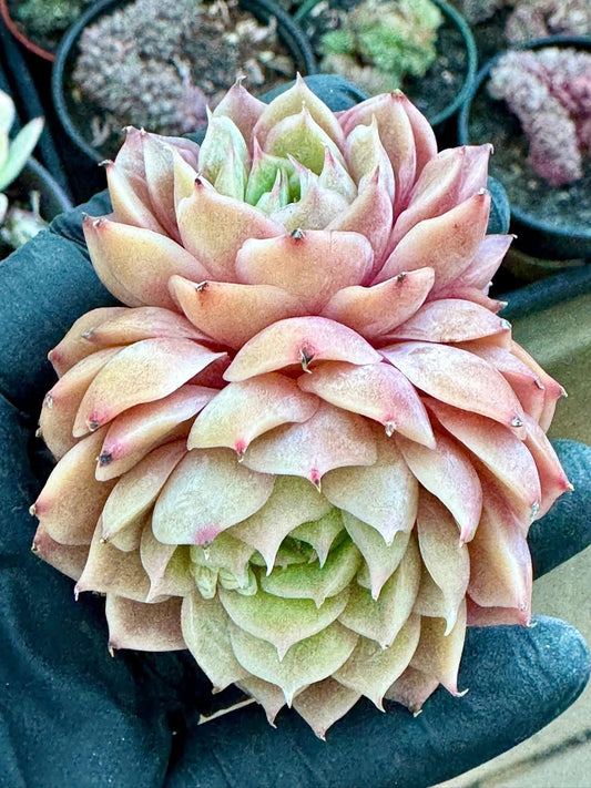 Echeveria Pink Onslow | Rare Imported Succulent | Collector’s Succulent
