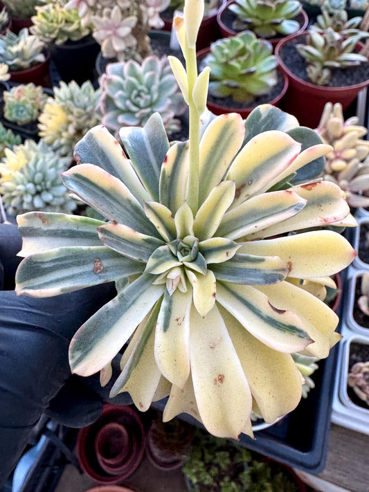 RARE - Echeveria Fountain Variegated (Grafted) | Rare Imported Succulent | Collector’s Succulent