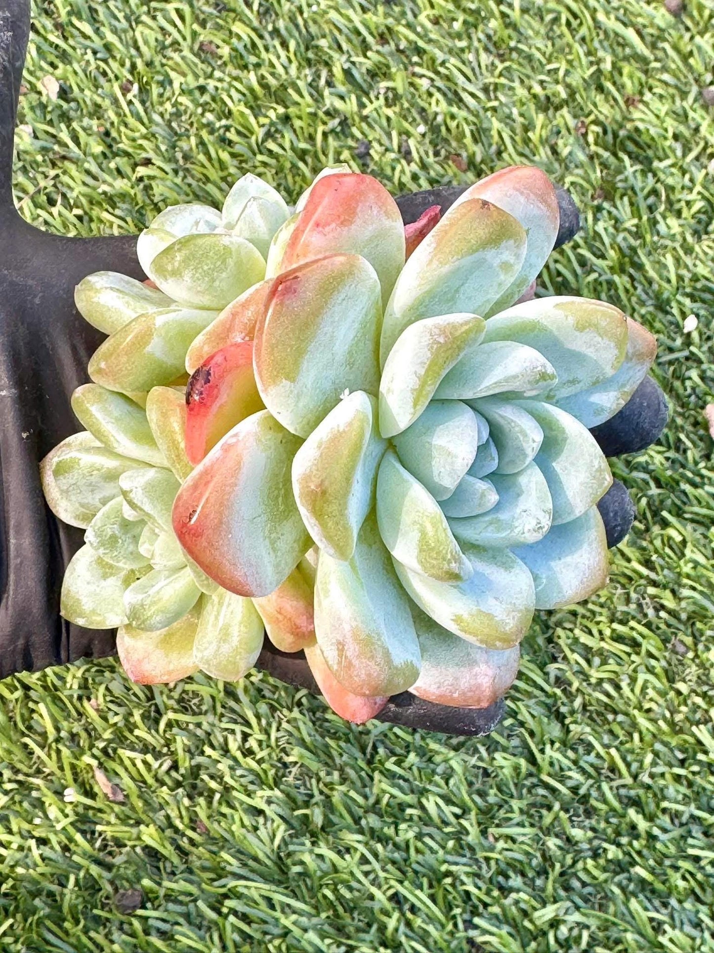 Echeveria Ice Jade | Live Succulent Plant | Korean Succulent | Rare Imported Echeveria | Imported Plants