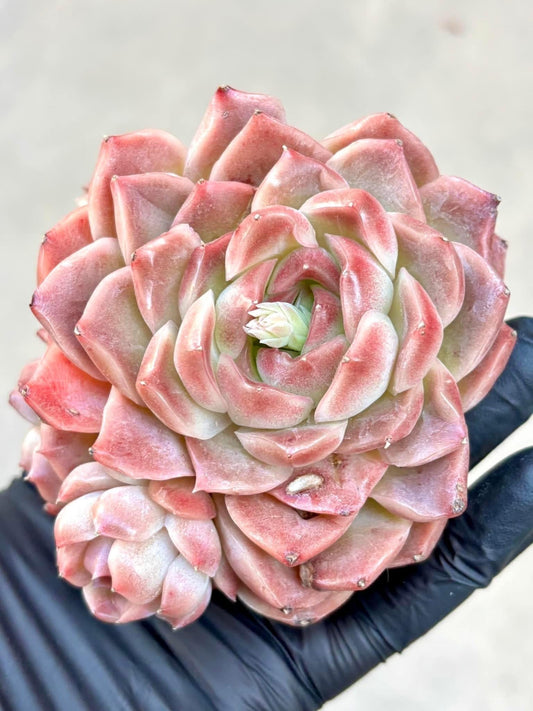 Echeveria Scarlet Peony | Live Succulent Plant | Korean Succulent | Rare Imported Echeveria | Imported Plants
