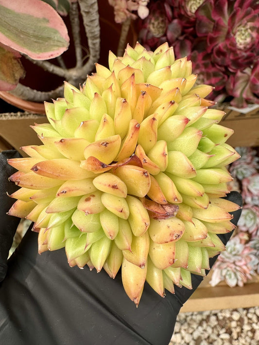 Echeveria Golden Light | Live Succulent Plant | Korean Succulent