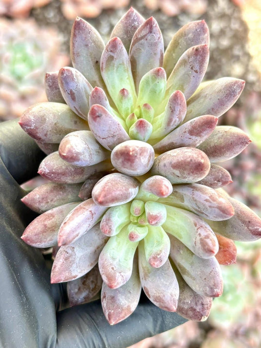 Echeveria Goldfish Hime | Live Succulent Plant | Korean Succulent | Rare Imported Echeveria | Imported Plants