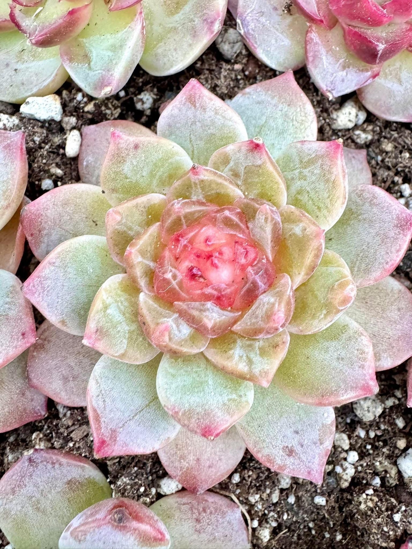 Echeveria Sunflower | Live Succulent Plant | Korean Succulent | Variegated Echeveria | Imported Plants
