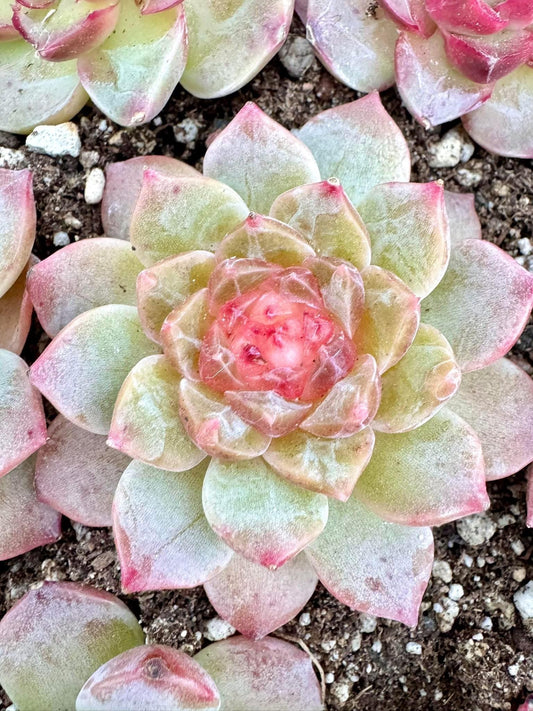 Echeveria Sunflower | Live Succulent Plant | Korean Succulent | Variegated Echeveria | Imported Plants
