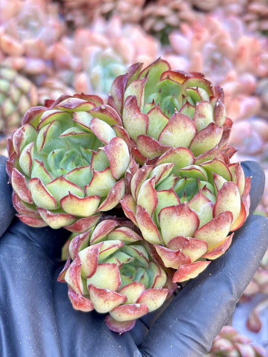 Echeveria Dream Rose | Live Succulent Plant | Echeveria Cluster | Rare Imported Echeveria | Imported Plants