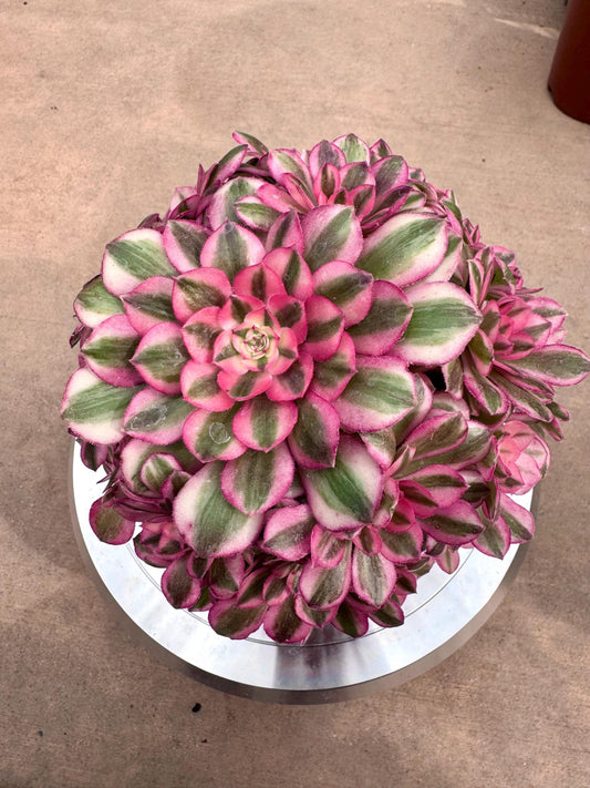 Variegated Aeonium Qing Cheng | Rare Imported Succulent | Collector’s Succulent