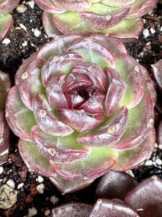 Echeveria Black Orange | Rare Imported Succulent | Collector’s Succulent