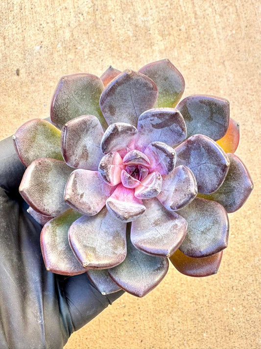 Echeveria Black Currant | Live Succulent Plant | Imported Succulent | Variegated Echeveria | Imported Echeveria