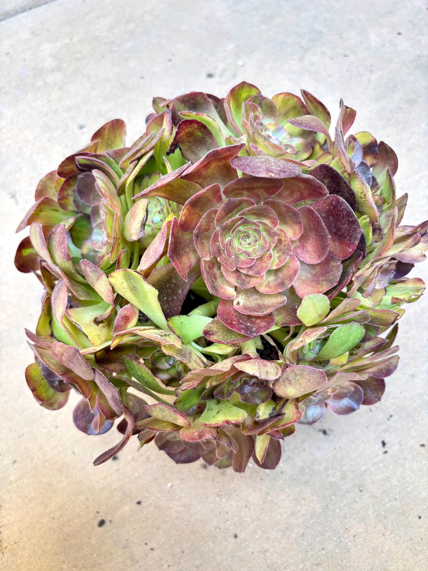 Aeonium Rainbow Windmill Variegated | Live Succulent Plant | Korean Succulent | Rare Imported Aeonium | Imported Plants