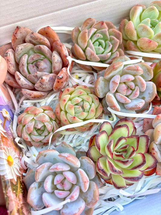 Echeveria Gift Box - 15 Pcs Live Succulent Plants - Gift Basket - Assorted Color Succulent Plants
